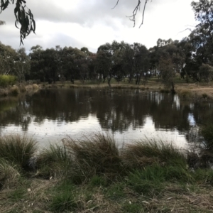 FrogWatch survey at NAS100: STEP Dam Lot 100 - 31 Aug 2022