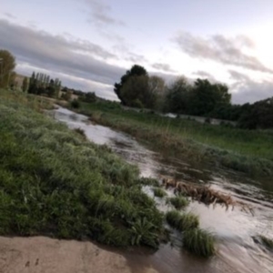 FrogWatch survey at COO610: Cooma Ck Egan St - 26 Oct 2022