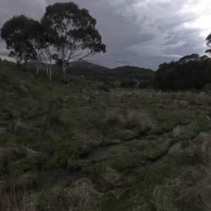 FrogWatch survey at CGH050: Hospital Ck 1, Namadgi - 30 Oct 2022