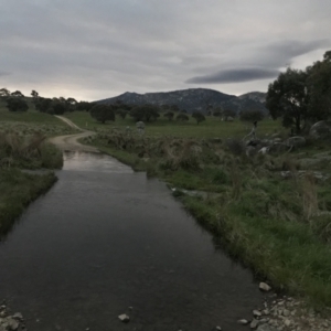 FrogWatch survey at CGH050: Hospital Ck 1, Namadgi - 30 Oct 2022