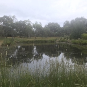 FrogWatch survey at NAD034: Cork Oak Dam Lot 34 - 4 Jan 2023