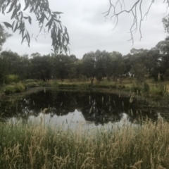 FrogWatch survey at NAD034: Cork Oak Dam Lot 34 - 4 Jan 2023