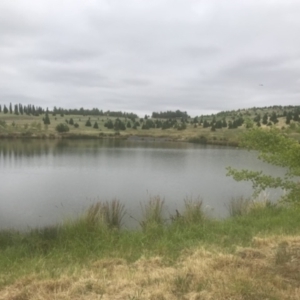 FrogWatch survey at NAD011: Arboretum Main Dam - 4 Jan 2023