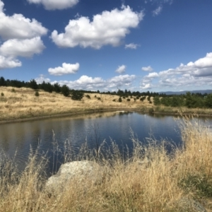 FrogWatch survey at NAD036: Larch Dam Forest 36 - 25 Jan 2023