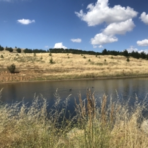 FrogWatch survey at NAD036: Larch Dam Forest 36 - 25 Jan 2023