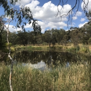 FrogWatch survey at NAD034: Cork Oak Dam Lot 34 - 25 Jan 2023