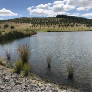 FrogWatch survey at NAD011: Arboretum Main Dam - 25 Jan 2023