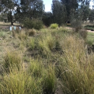 FrogWatch survey at NAS100: STEP Dam Lot 100 - 26 Apr 2023