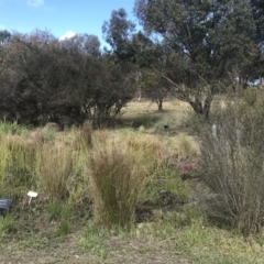 FrogWatch survey at NAS100: STEP Dam Lot 100 - 26 Apr 2023