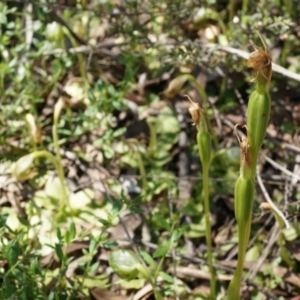 Fire and Orchids ACT Citizen Science Project at Point 5204 - 12 Oct 2014