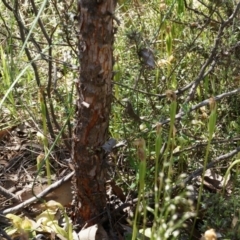 Fire and Orchids ACT Citizen Science Project at Point 5204 - 12 Oct 2014