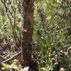 Fire and Orchids ACT Citizen Science Project at Point 5204 - 12 Oct 2014