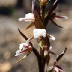 Fire and Orchids ACT Citizen Science Project at Point 5515 - 7 Oct 2014