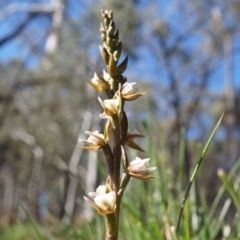 Fire and Orchids ACT Citizen Science Project at Point 5515 - 7 Oct 2014