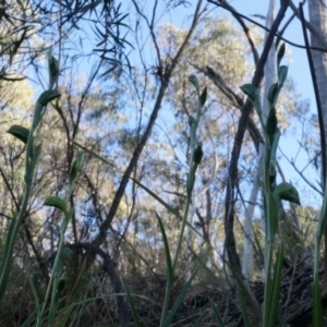 Fire and Orchids ACT Citizen Science Project at Point 5821 - 2 Aug 2014