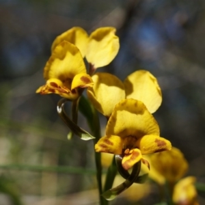 Fire and Orchids ACT Citizen Science Project at Point 5204 - 12 Oct 2014