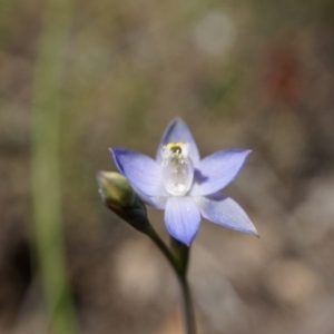 Fire and Orchids ACT Citizen Science Project at Point 5204 - 12 Oct 2014