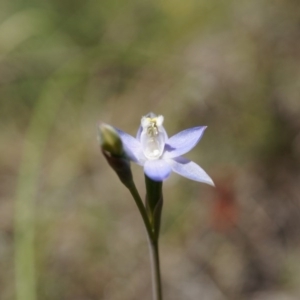 Fire and Orchids ACT Citizen Science Project at Point 5204 - 12 Oct 2014