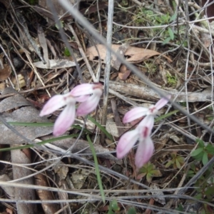 Fire and Orchids ACT Citizen Science Project at Point 5810 - 16 Oct 2016