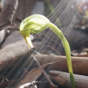 Fire and Orchids ACT Citizen Science Project at Point 4910 - 31 Aug 2014