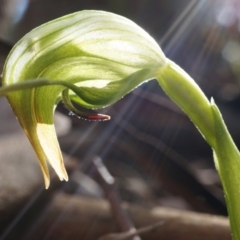 Fire and Orchids ACT Citizen Science Project at Point 4910 - 31 Aug 2014