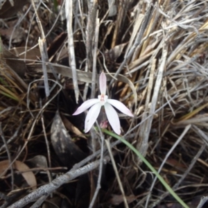 Fire and Orchids ACT Citizen Science Project at Point 5810 - 16 Oct 2016