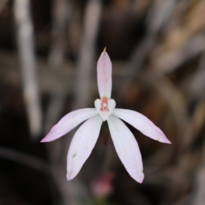 Fire and Orchids ACT Citizen Science Project at Point 5810 - 16 Oct 2016