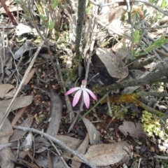 Fire and Orchids ACT Citizen Science Project at Point 5810 - 16 Oct 2016