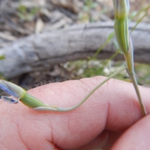 Fire and Orchids ACT Citizen Science Project at Point 5825 - 11 Nov 2016