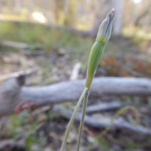 Fire and Orchids ACT Citizen Science Project at Point 5825 - 11 Nov 2016