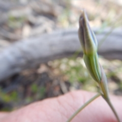 Fire and Orchids ACT Citizen Science Project at Point 5825 - 11 Nov 2016