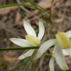 Fire and Orchids ACT Citizen Science Project at Point 112 - 30 Oct 2016