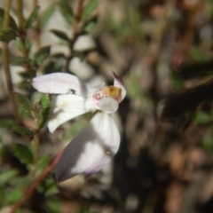 Fire and Orchids ACT Citizen Science Project at Point 78 - 17 Oct 2016