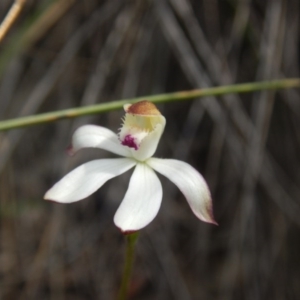 Fire and Orchids ACT Citizen Science Project at Point 4712 - 16 Oct 2016