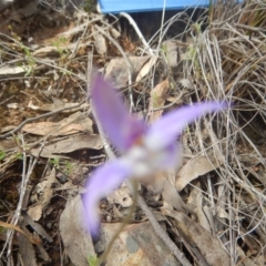 Fire and Orchids ACT Citizen Science Project at Point 29 - 6 Oct 2016