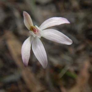 Fire and Orchids ACT Citizen Science Project at Point 5828 - 5 Oct 2015