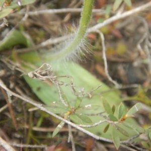 Fire and Orchids ACT Citizen Science Project at Point 610 - 24 Sep 2016