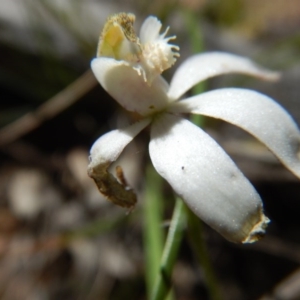 Fire and Orchids ACT Citizen Science Project at Point 25 - 5 Nov 2016