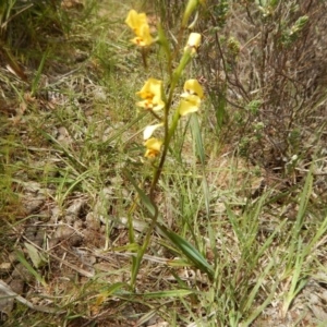 Fire and Orchids ACT Citizen Science Project at Point 5828 - 5 Oct 2015