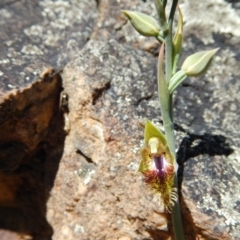 Fire and Orchids ACT Citizen Science Project at Point 29 - 5 Nov 2016