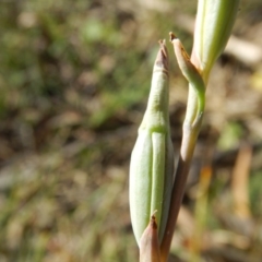 Fire and Orchids ACT Citizen Science Project at Point 5834 - 11 Nov 2016