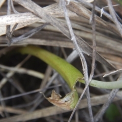 Fire and Orchids ACT Citizen Science Project at Point 5834 - 28 Nov 2015