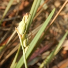 Fire and Orchids ACT Citizen Science Project at Point 5834 - 28 Nov 2015