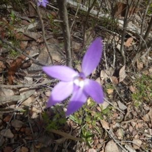 Fire and Orchids ACT Citizen Science Project at Point 25 - 6 Oct 2016