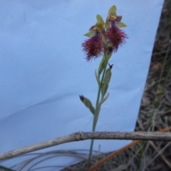 Fire and Orchids ACT Citizen Science Project at Point 60 - 27 Oct 2015