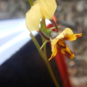 Fire and Orchids ACT Citizen Science Project at Point 82 - 17 Oct 2016