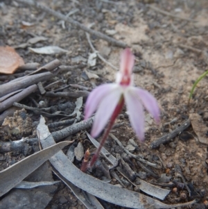 Fire and Orchids ACT Citizen Science Project at Point 751 - 27 Sep 2015