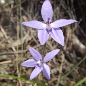 Fire and Orchids ACT Citizen Science Project at Point 4712 - 16 Oct 2016