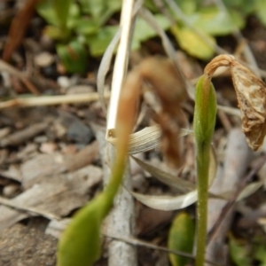 Fire and Orchids ACT Citizen Science Project at Point 4762 - 13 Nov 2016