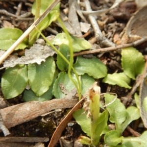 Fire and Orchids ACT Citizen Science Project at Point 4762 - 13 Nov 2016